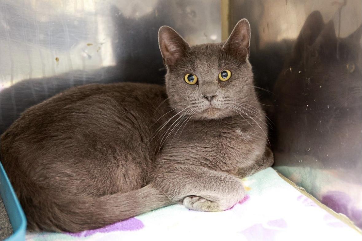 Enlarge Max, a Adoptable Domestic Short Hair in Loogootee, IN image 4/5