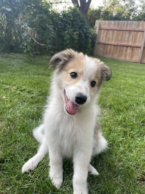 Enlarge **KAMARI**, a Adoptable mixed breed in North Prairie, WI image 1/3