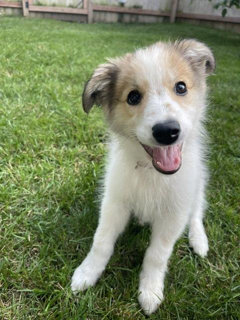 Enlarge **KAMARI**, a Adoptable mixed breed in North Prairie, WI image 2/3
