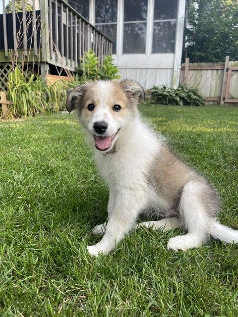 Enlarge **KAMARI**, a Adoptable mixed breed in North Prairie, WI image 3/3