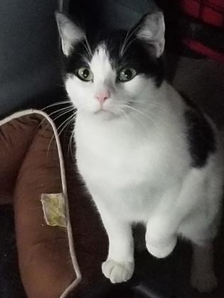 Moon Pie, Adoptable, Adult Male Domestic Short Hair & Domestic Short Hair.