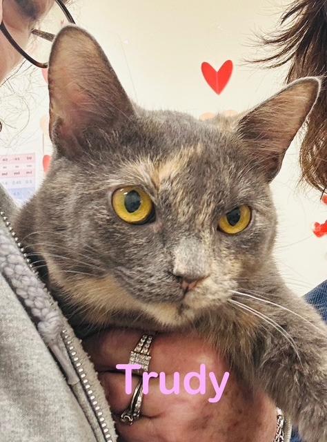 TRUDY, Adoptable, Young Female Domestic Short Hair.
