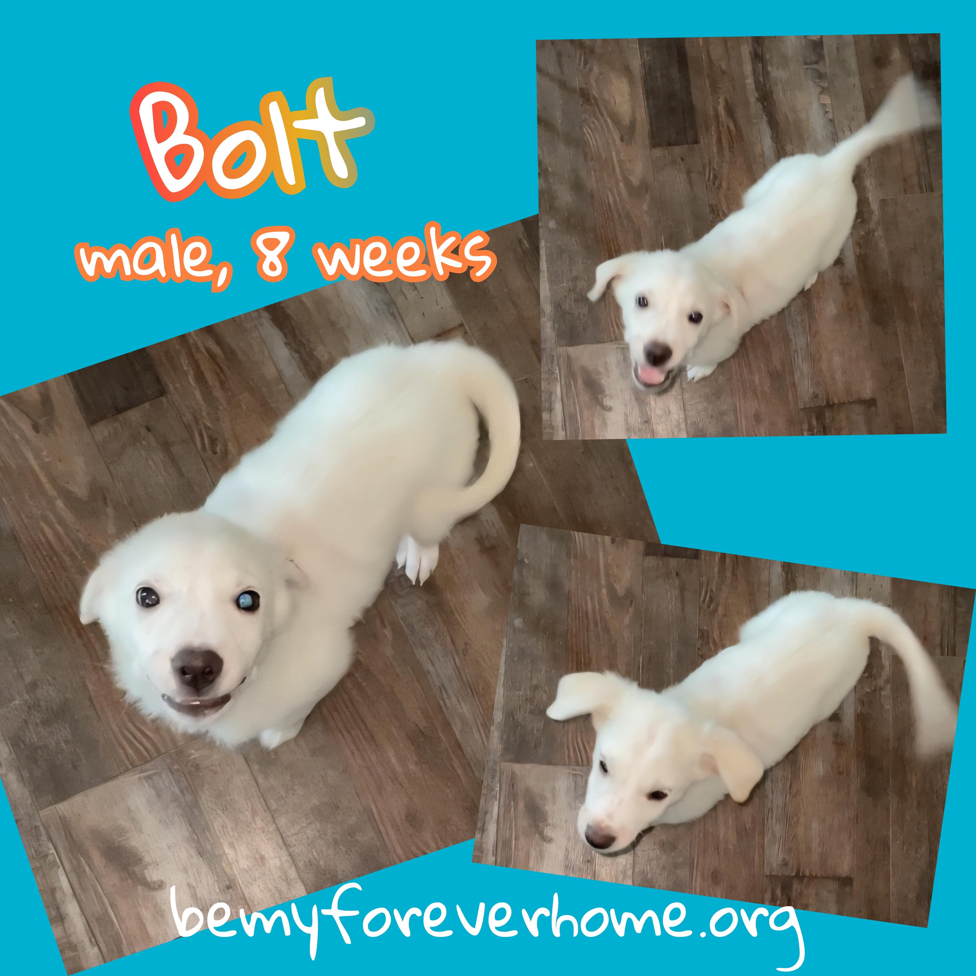 Bolt