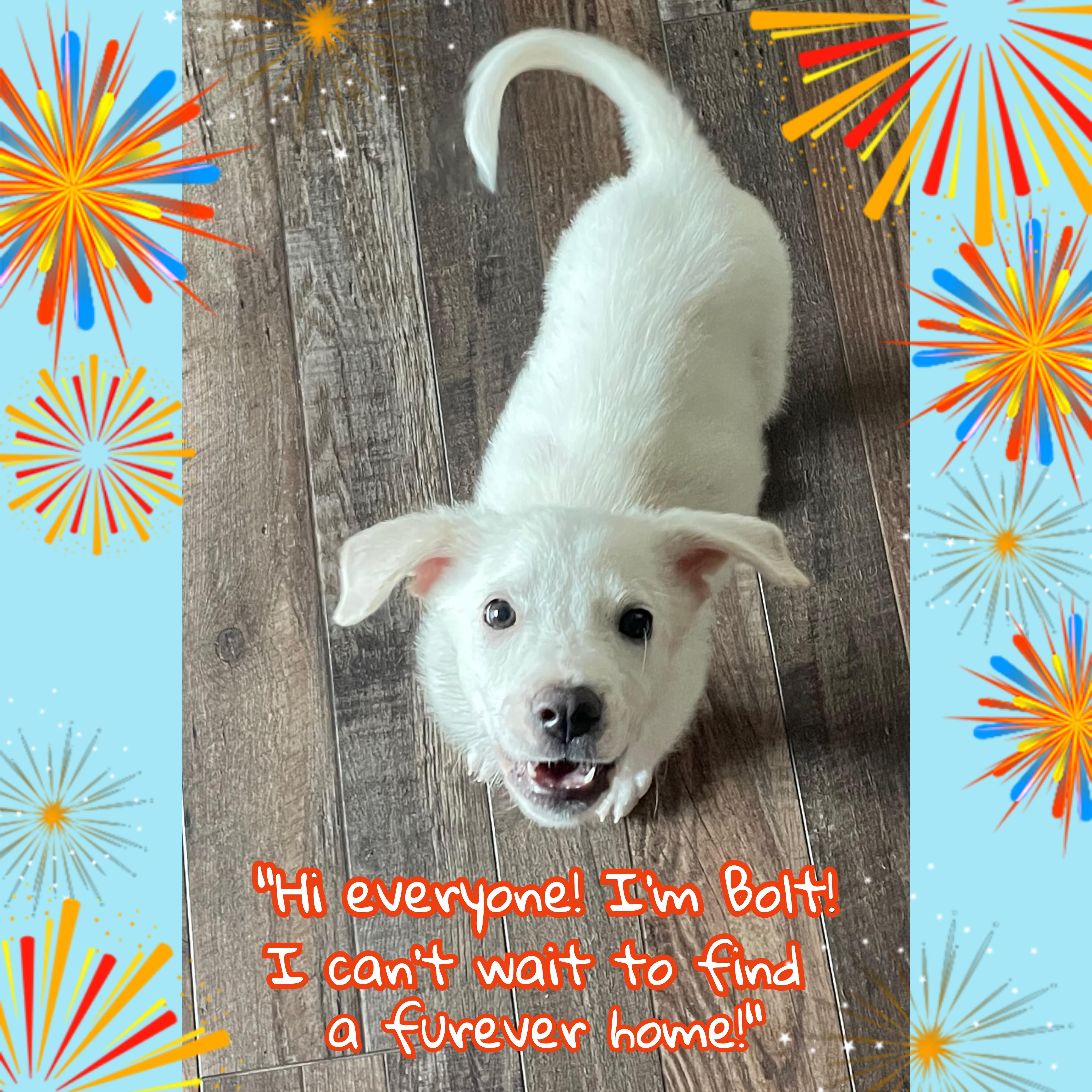 Bolt thumbnail 2