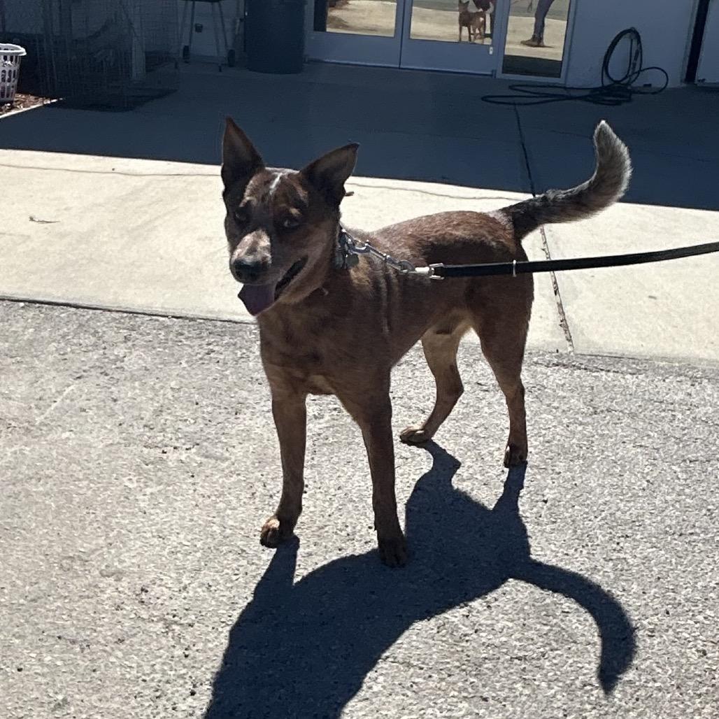 Copper, Adoptable, Young Male Cattle Dog.