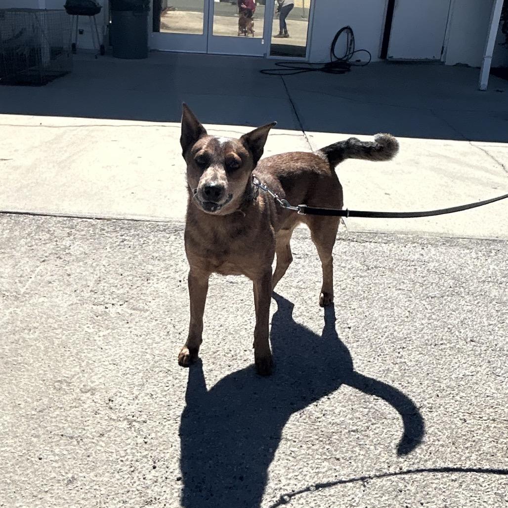 Copper, a Adoptable Cattle Dog in Bronson, FL image 2/3