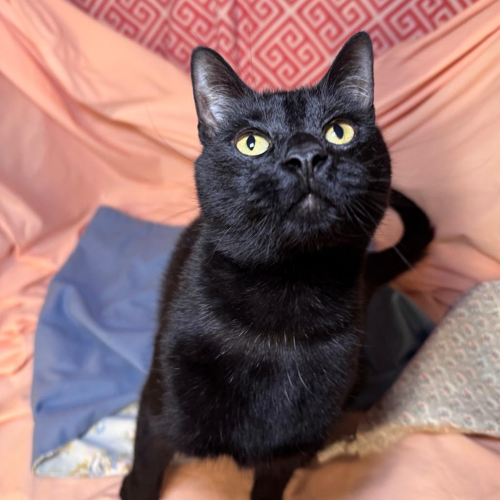 Prowler Bon Jovi 7644, Adoptable, Adult Male Domestic Short Hair.