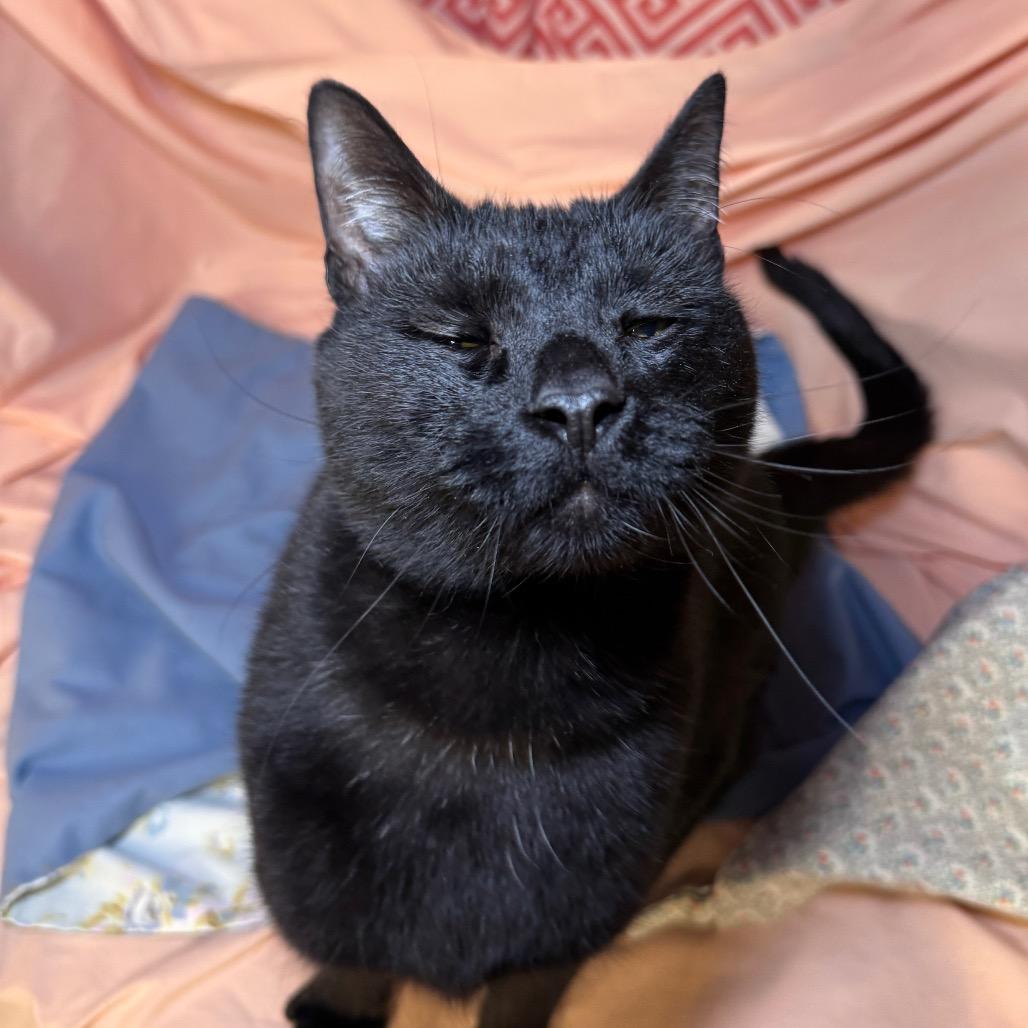 Prowler Bon Jovi 7644, a Adoptable Domestic Short Hair in Lansing, MI image 2/6