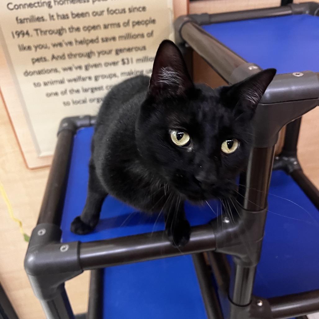 Prowler Bon Jovi 7644, a Adoptable Domestic Short Hair in Lansing, MI image 3/6