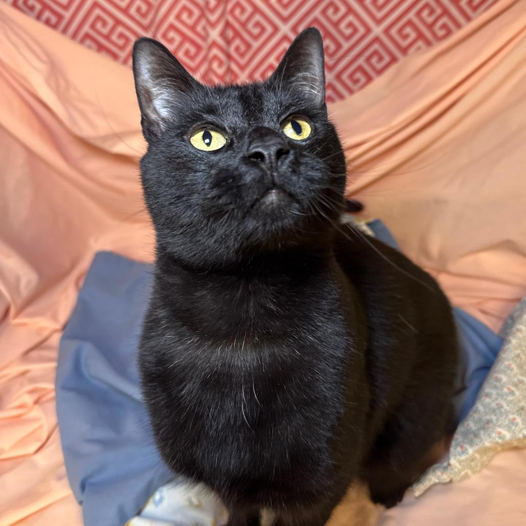 Prowler Bon Jovi 7644, a Adoptable Domestic Short Hair in Lansing, MI image 4/6