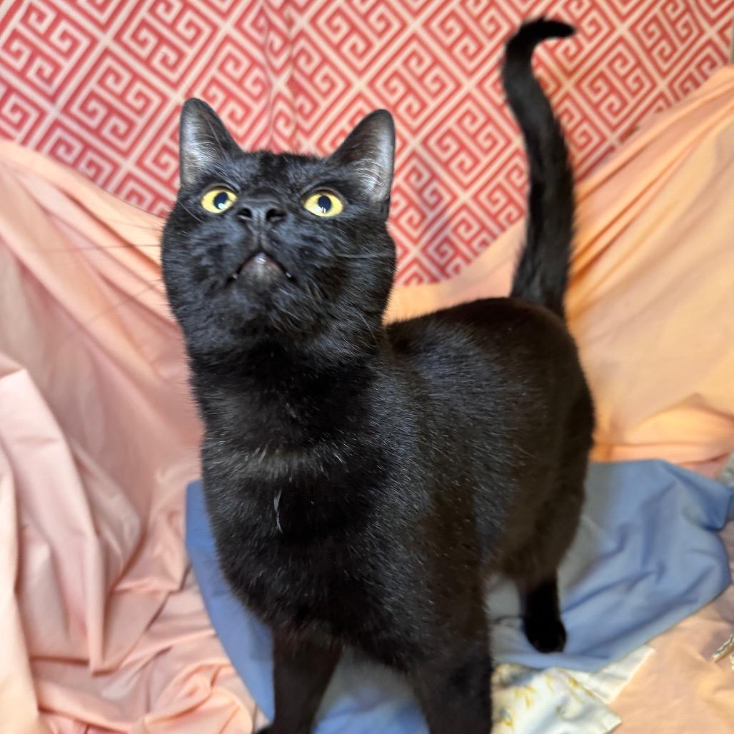 Prowler Bon Jovi 7644, a Adoptable Domestic Short Hair in Lansing, MI image 5/6
