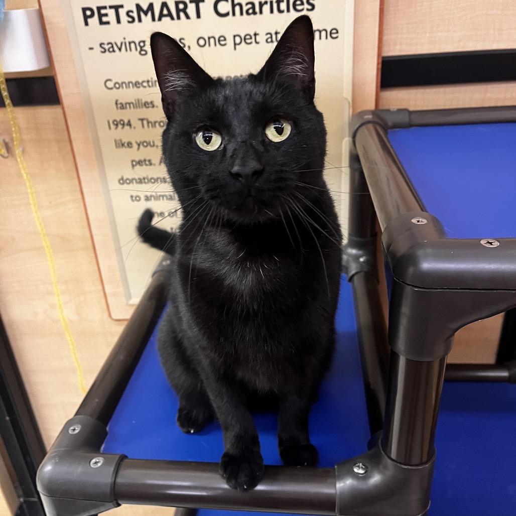 Prowler Bon Jovi 7644, a Adoptable Domestic Short Hair in Lansing, MI image 6/6