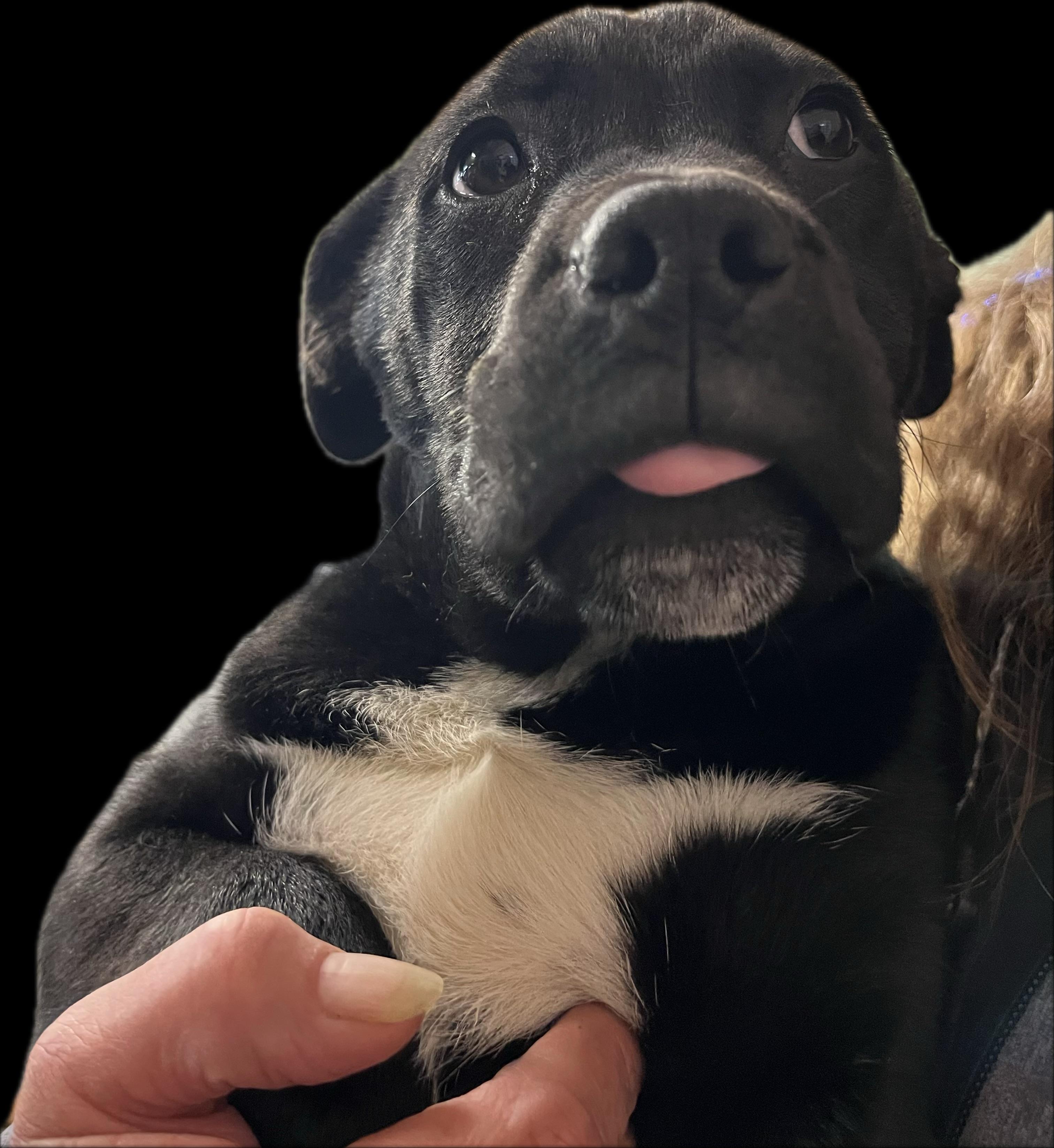 Enlarge Lil' Debbie, a ADOPTABLE mixed breed in Snoqualmie, WA image 2/3