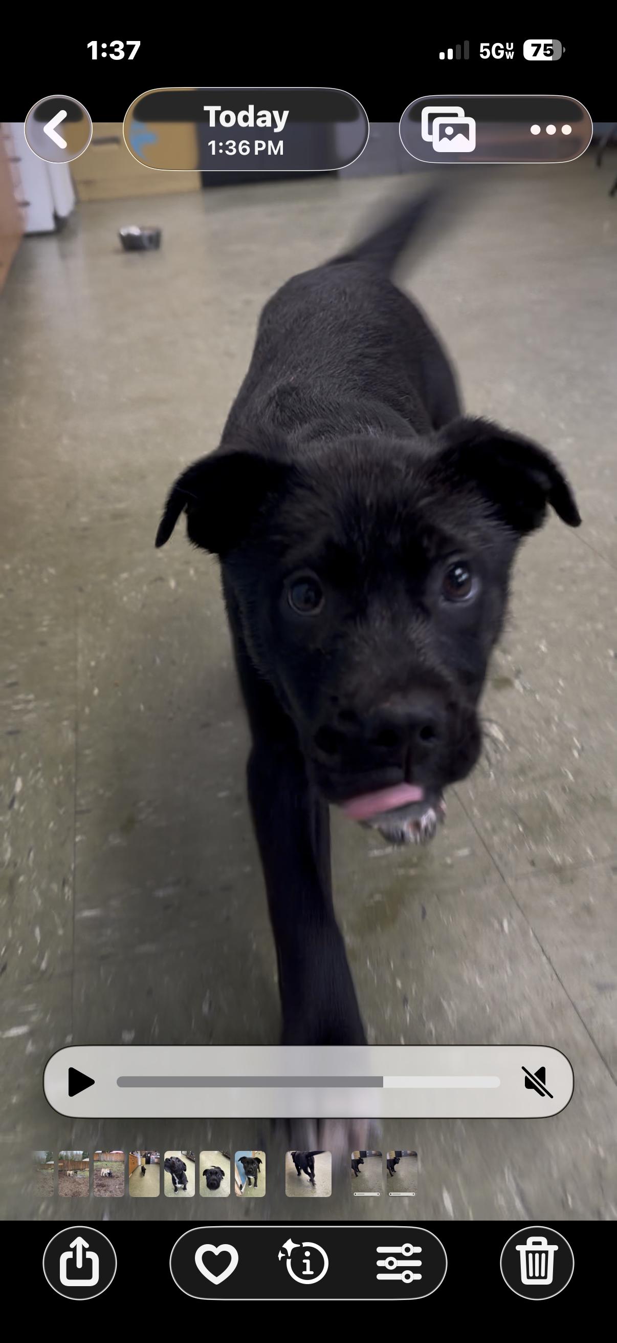 Enlarge Lil' Debbie, a ADOPTABLE mixed breed in Snoqualmie, WA image 3/3
