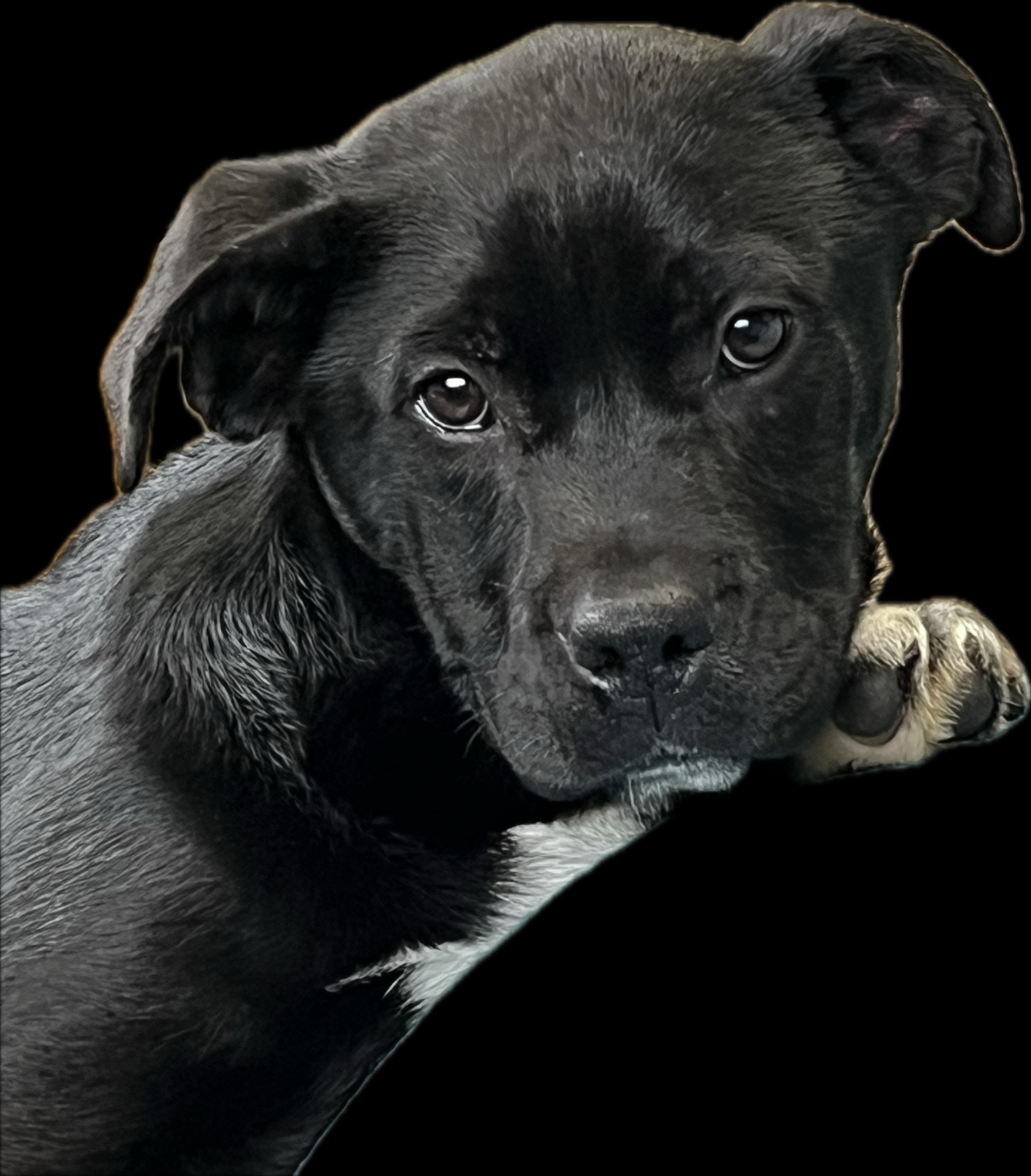 Enlarge Lil' Debbie, a ADOPTABLE mixed breed in Snoqualmie, WA image 1/3