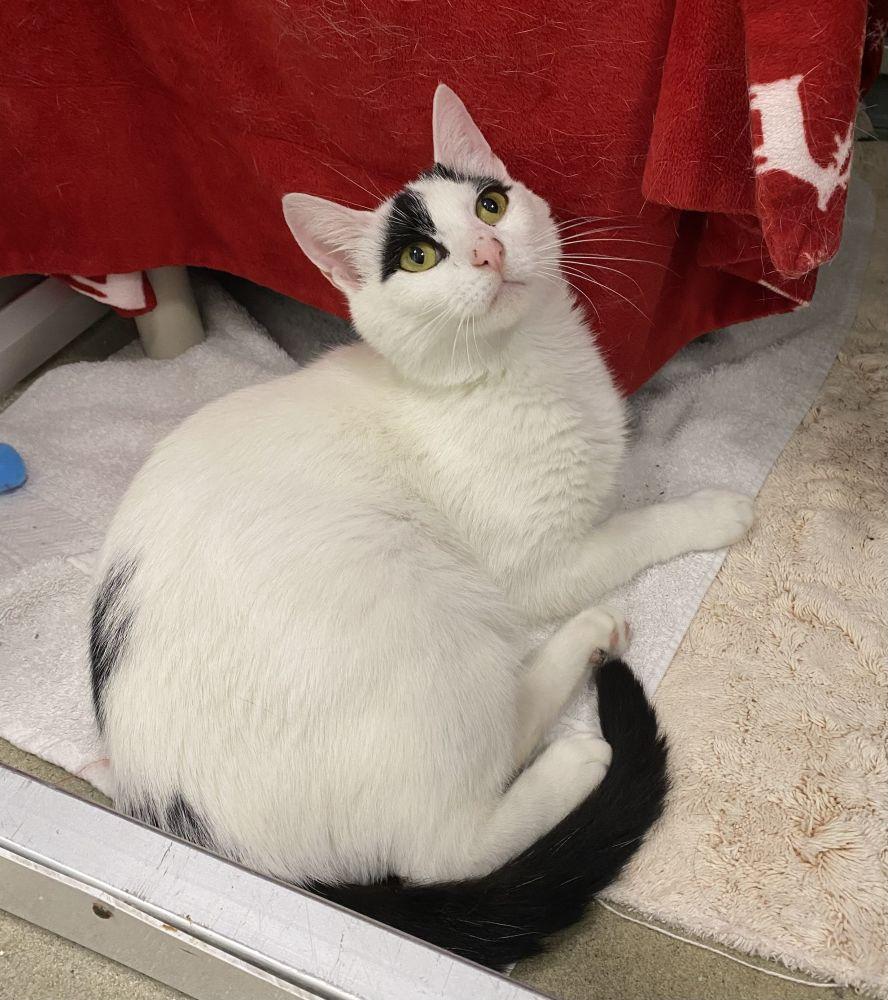 Sugar, Adoptable, Adult Female Domestic Short Hair.