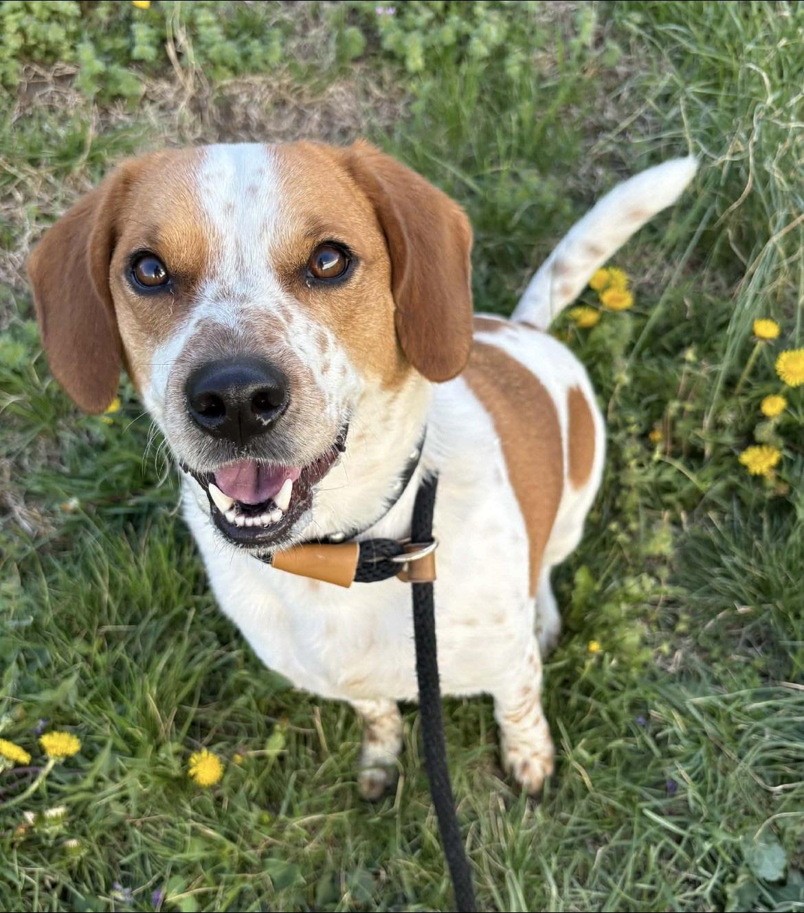 Enlarge Rigby, a ADOPTABLE mixed breed in Lisbon, IA image 2/6