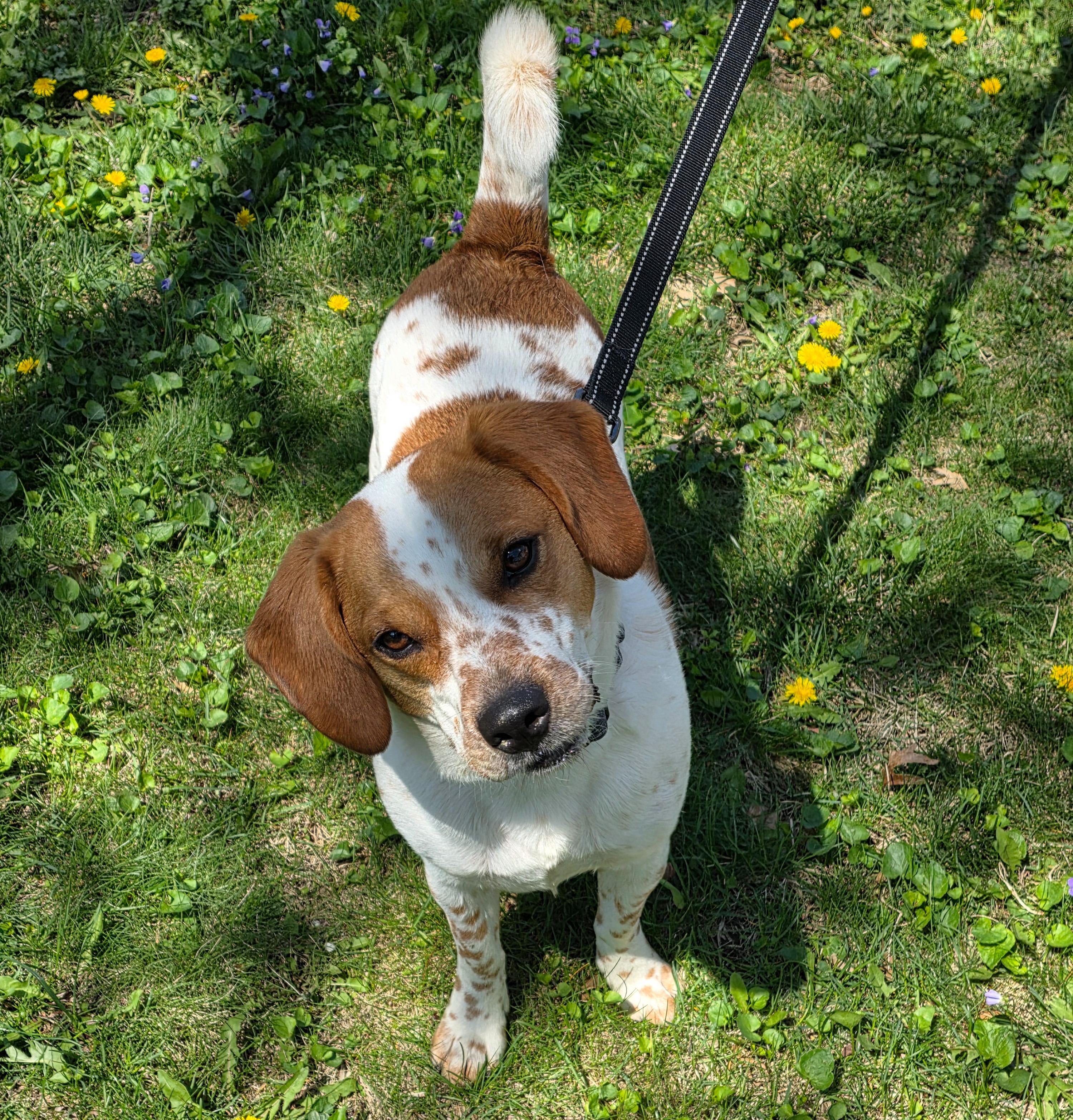 Enlarge Rigby, a ADOPTABLE mixed breed in Lisbon, IA image 6/6