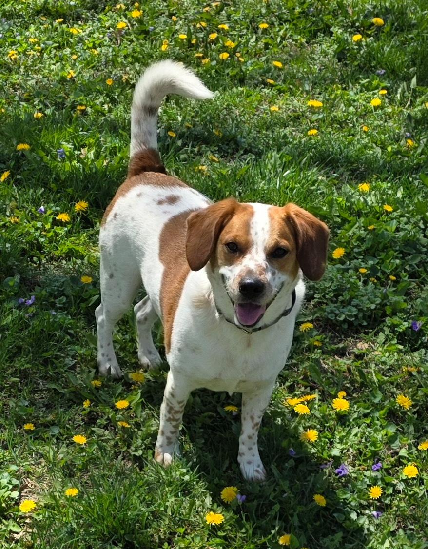 Enlarge Rigby, a ADOPTABLE mixed breed in Lisbon, IA image 5/6