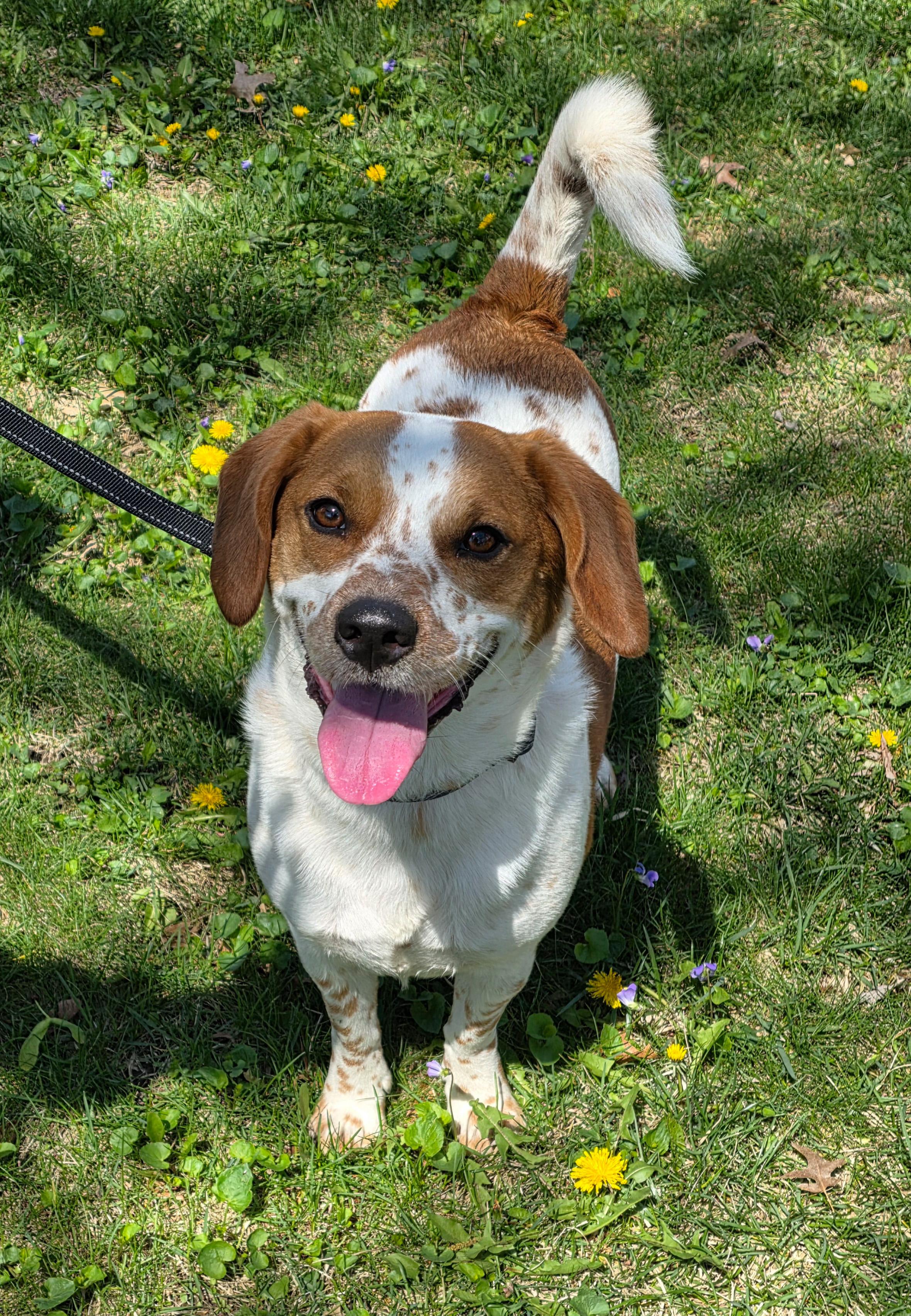 Enlarge Rigby, a ADOPTABLE mixed breed in Lisbon, IA image 3/6