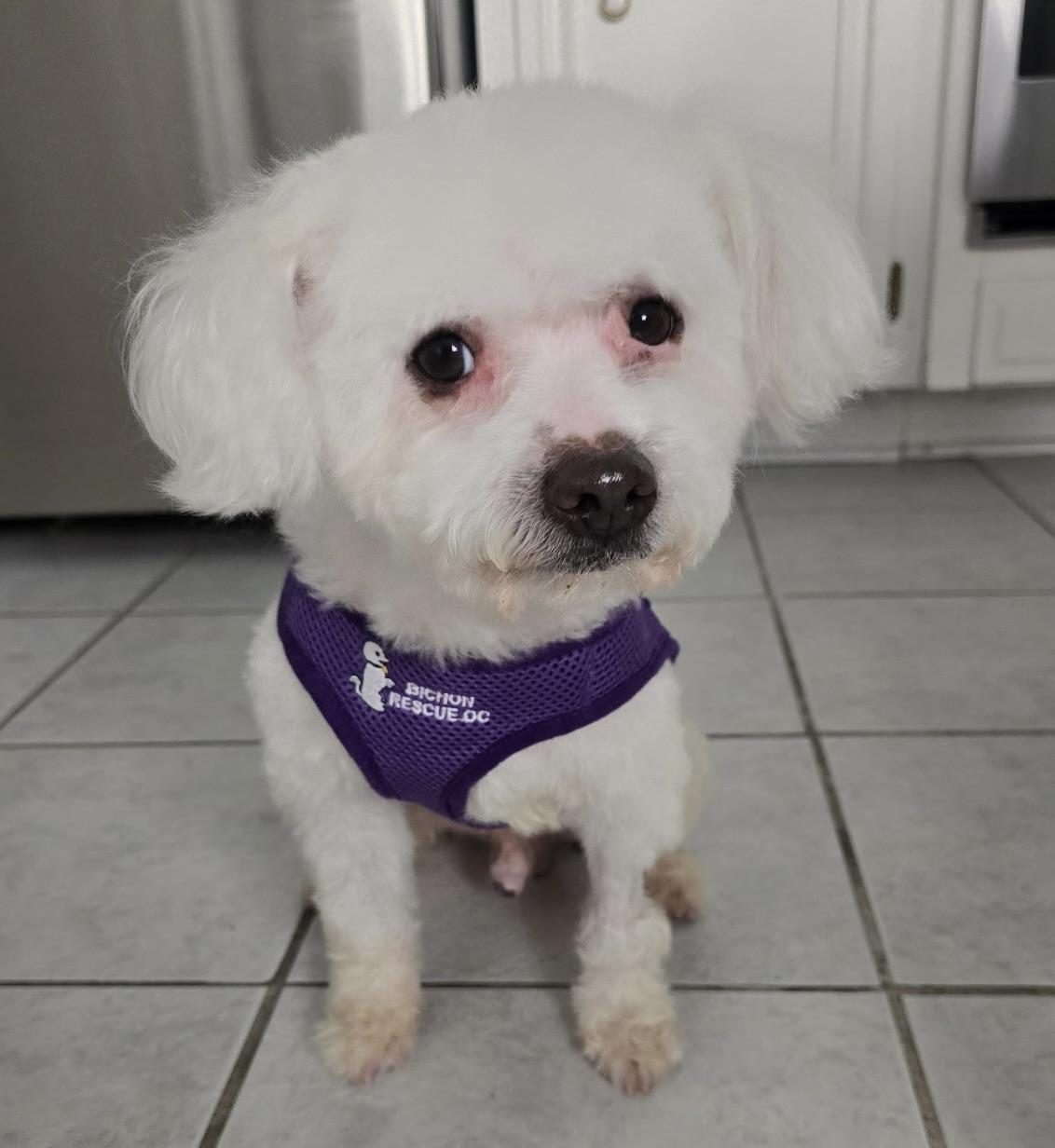 Enlarge Jay #534, a Adoptable mixed breed in Placentia, CA image 2/6