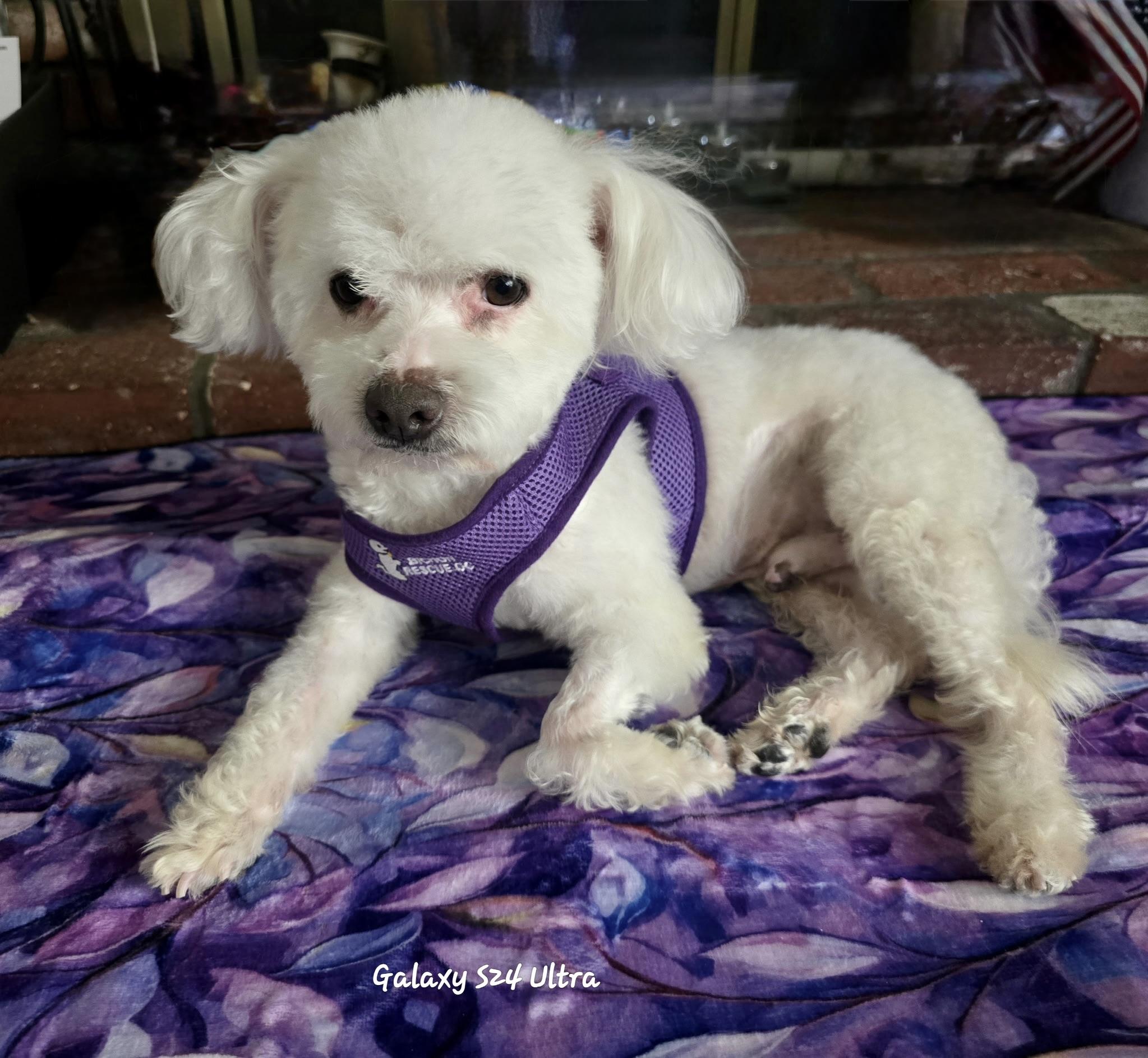 Enlarge Jay #534, a Adoptable mixed breed in Placentia, CA image 6/6