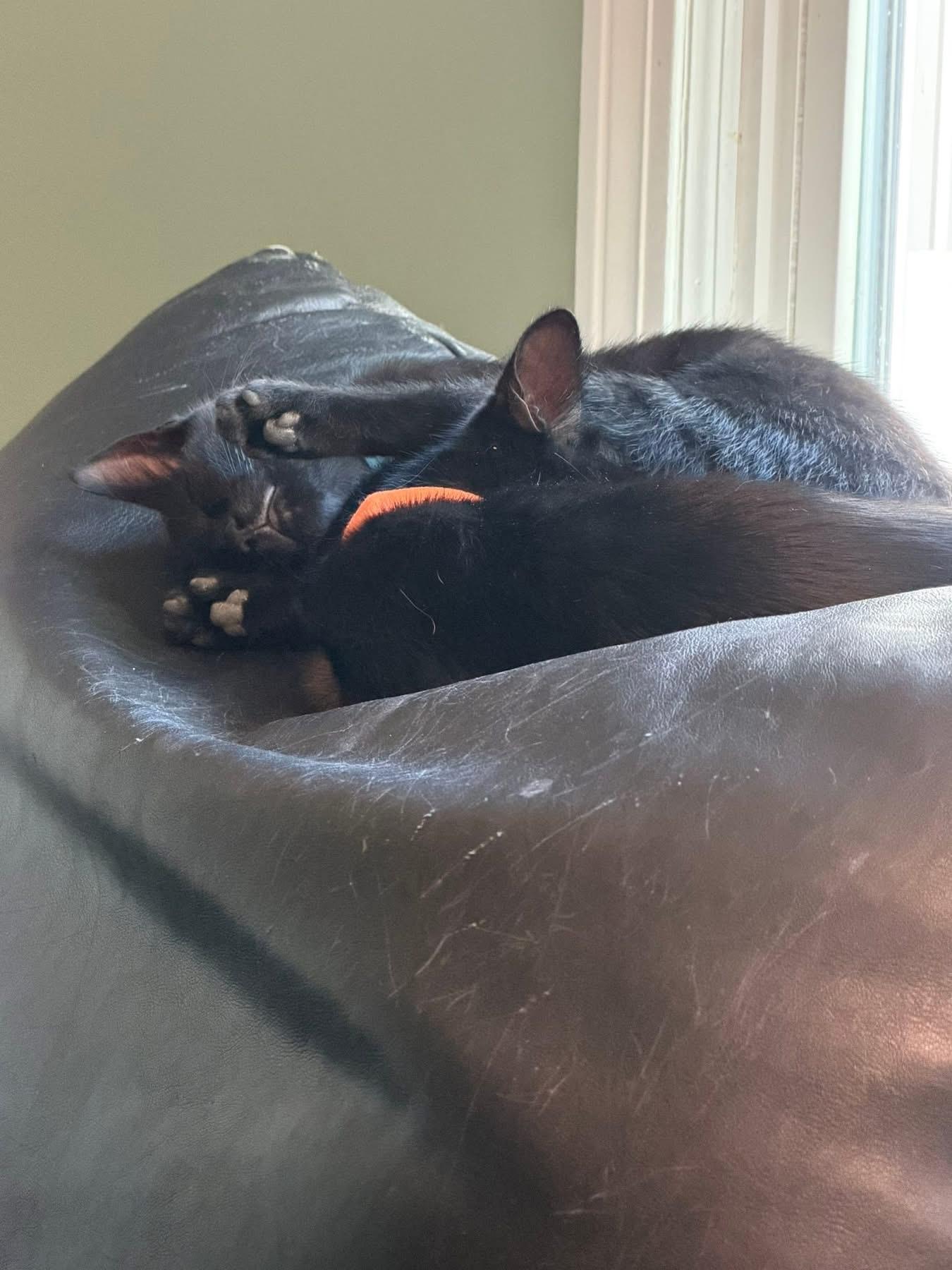 Enlarge Joe and Kevin bonded kittens, a ADOPTABLE Domestic Short Hair in Enfield, CT image 4/5