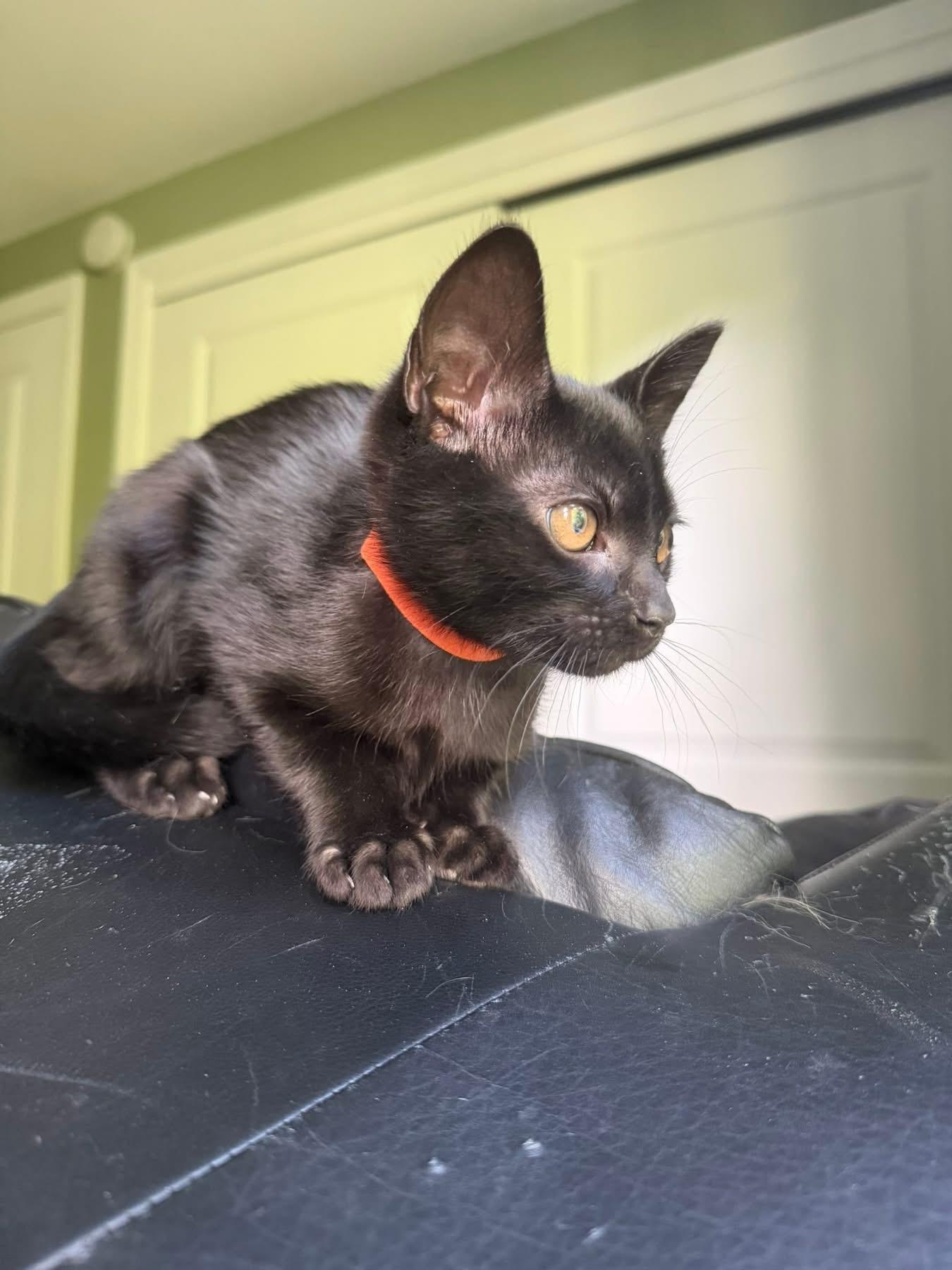 Enlarge Joe and Kevin bonded kittens, a ADOPTABLE Domestic Short Hair in Enfield, CT image 3/5