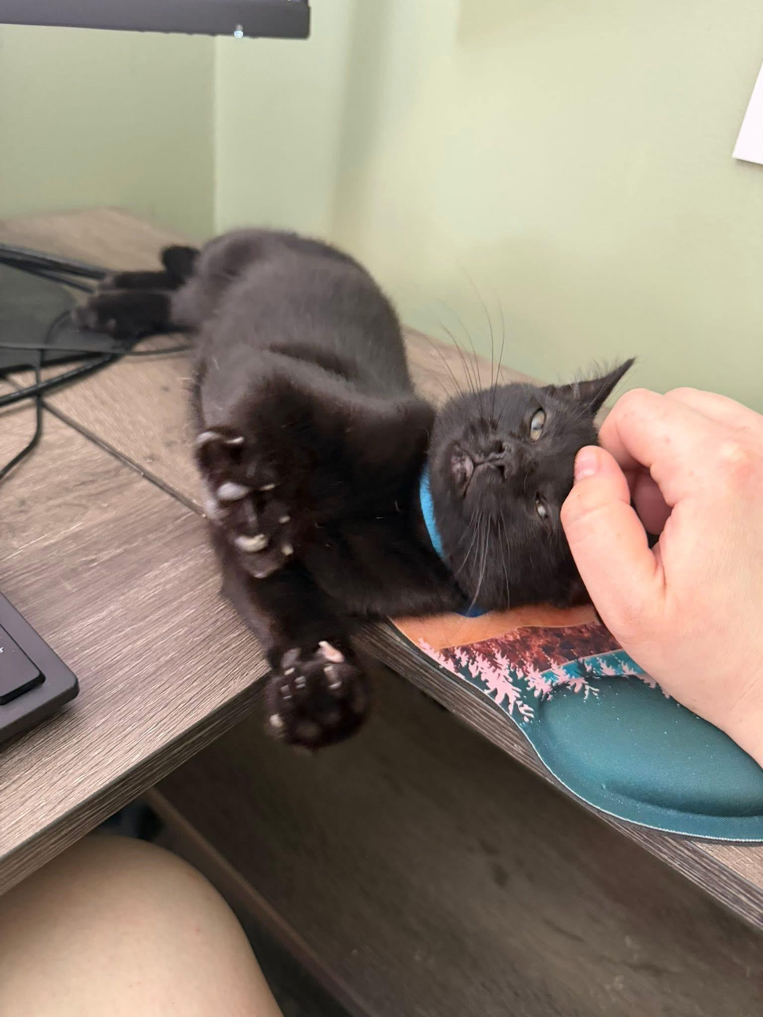 Enlarge Joe and Kevin bonded kittens, a ADOPTABLE Domestic Short Hair in Enfield, CT image 2/5