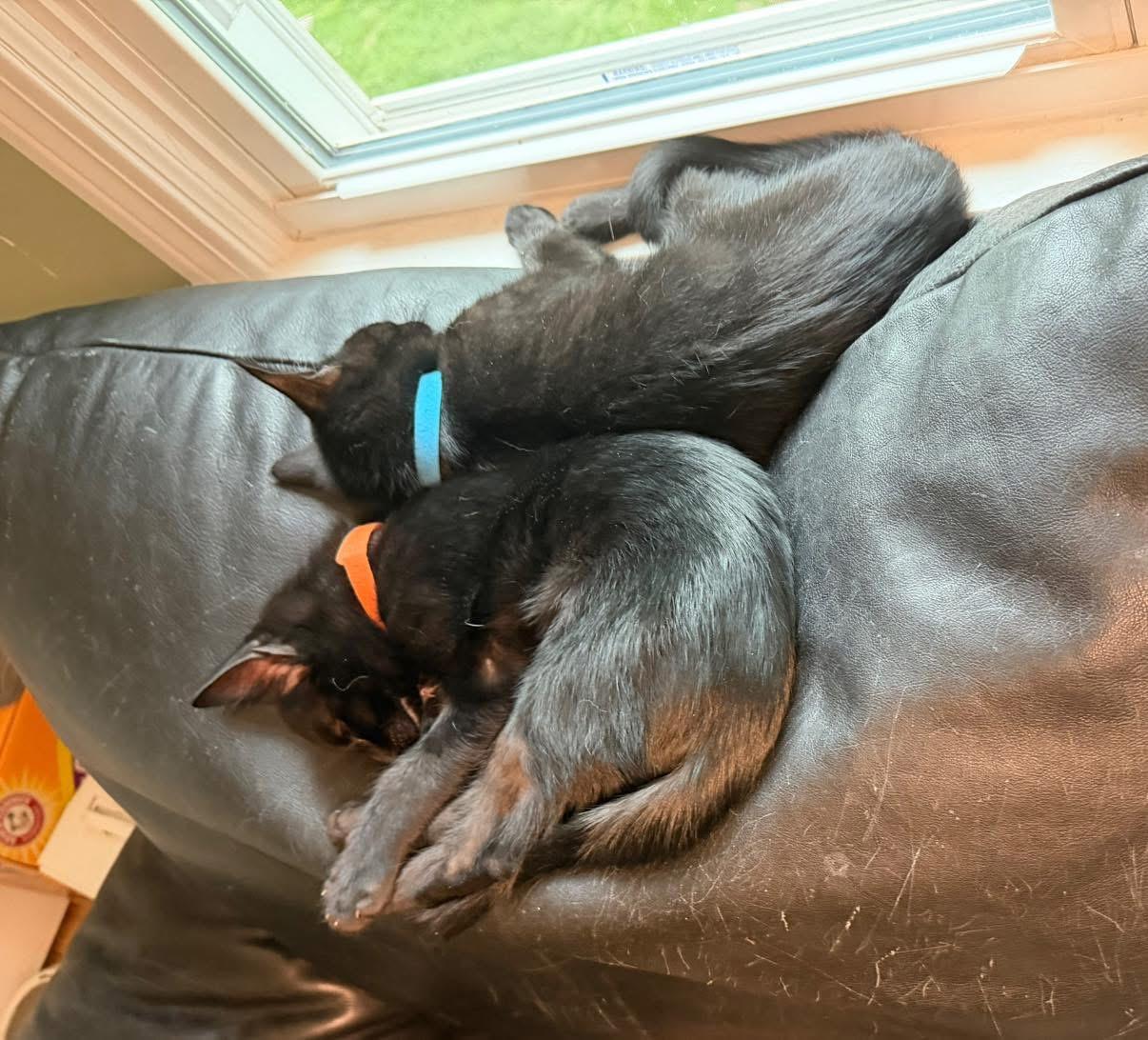 Enlarge Joe and Kevin bonded kittens, a ADOPTABLE Domestic Short Hair in Enfield, CT image 1/5