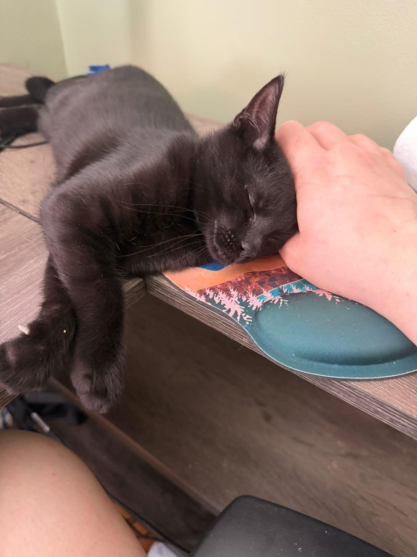 Enlarge Joe and Kevin bonded kittens, a ADOPTABLE Domestic Short Hair in Enfield, CT image 5/5