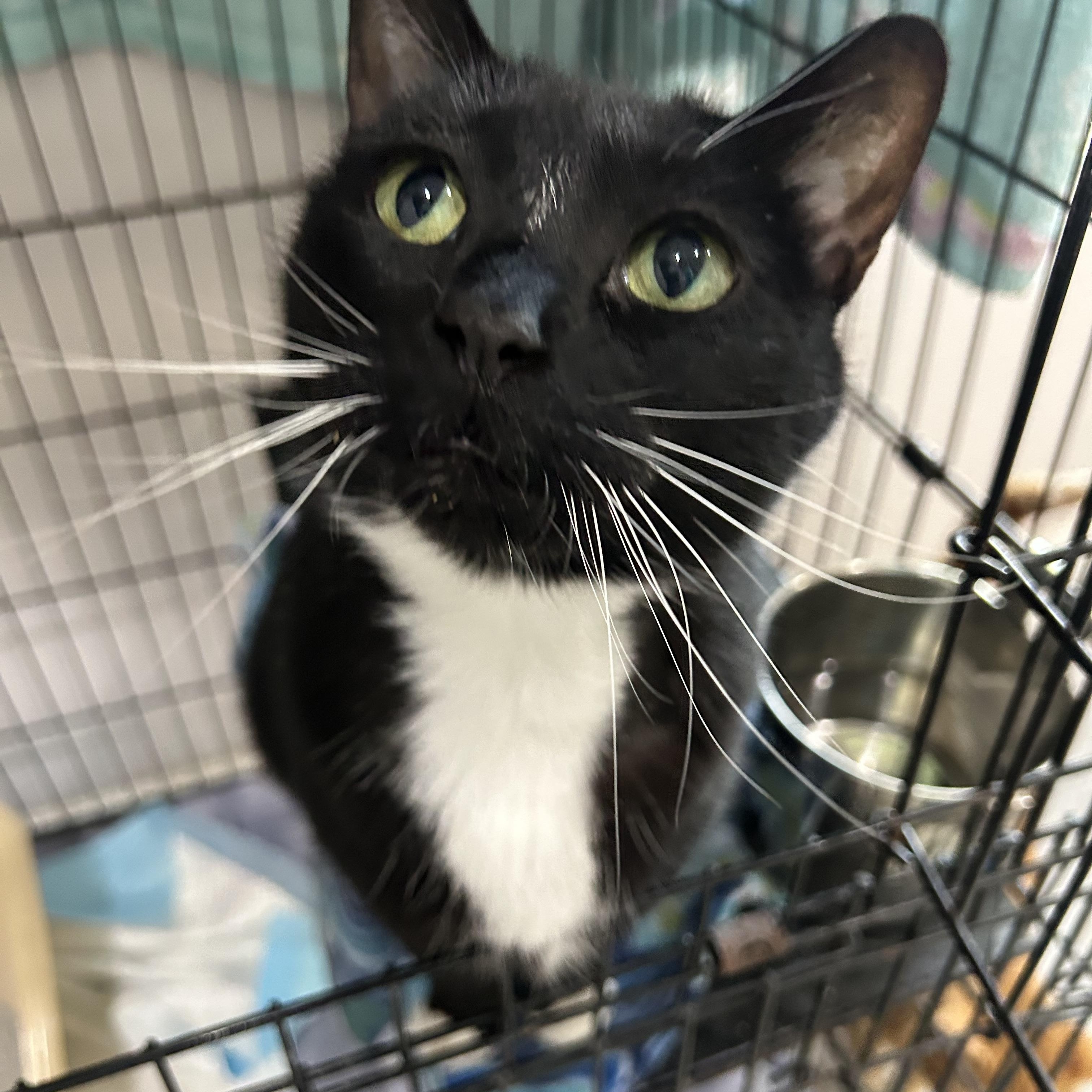 Enlarge Margarita, an adopted Domestic Short Hair in Lansing, MI image 2/2