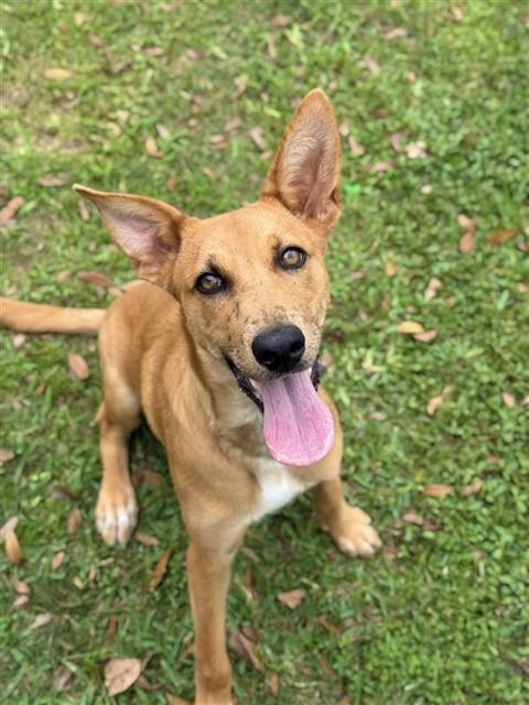 Enlarge CAROLINE, a Adoptable mixed breed in Sugar Land, TX image 1/1