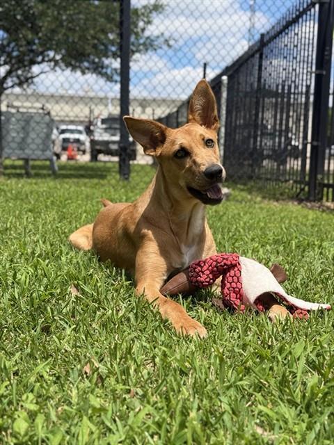 CAROLINE, Adoptable, Young Female Black Mouth Cur & Carolina Dog.
