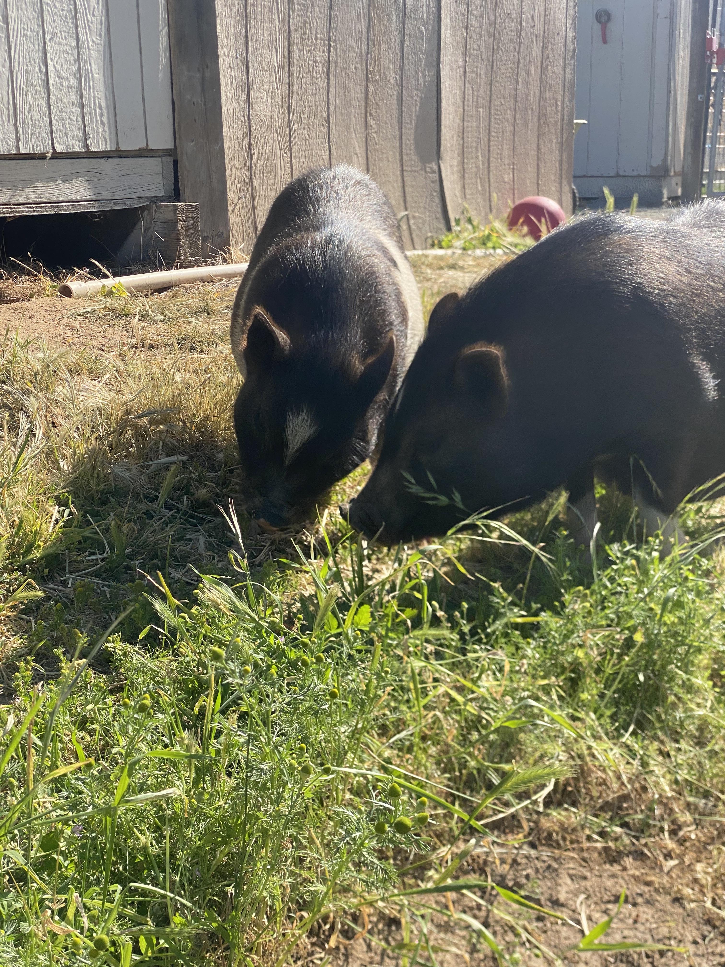 Auggie and Piggie