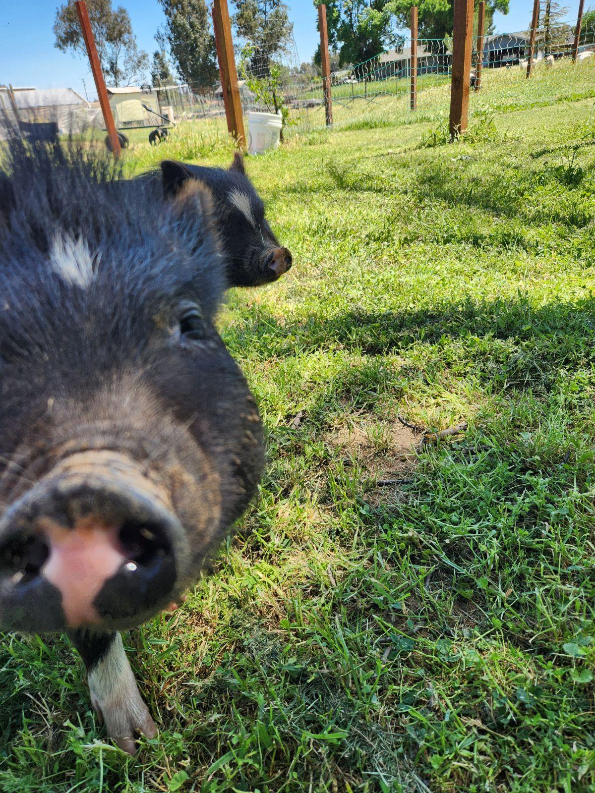 Auggie and Piggie photo 2