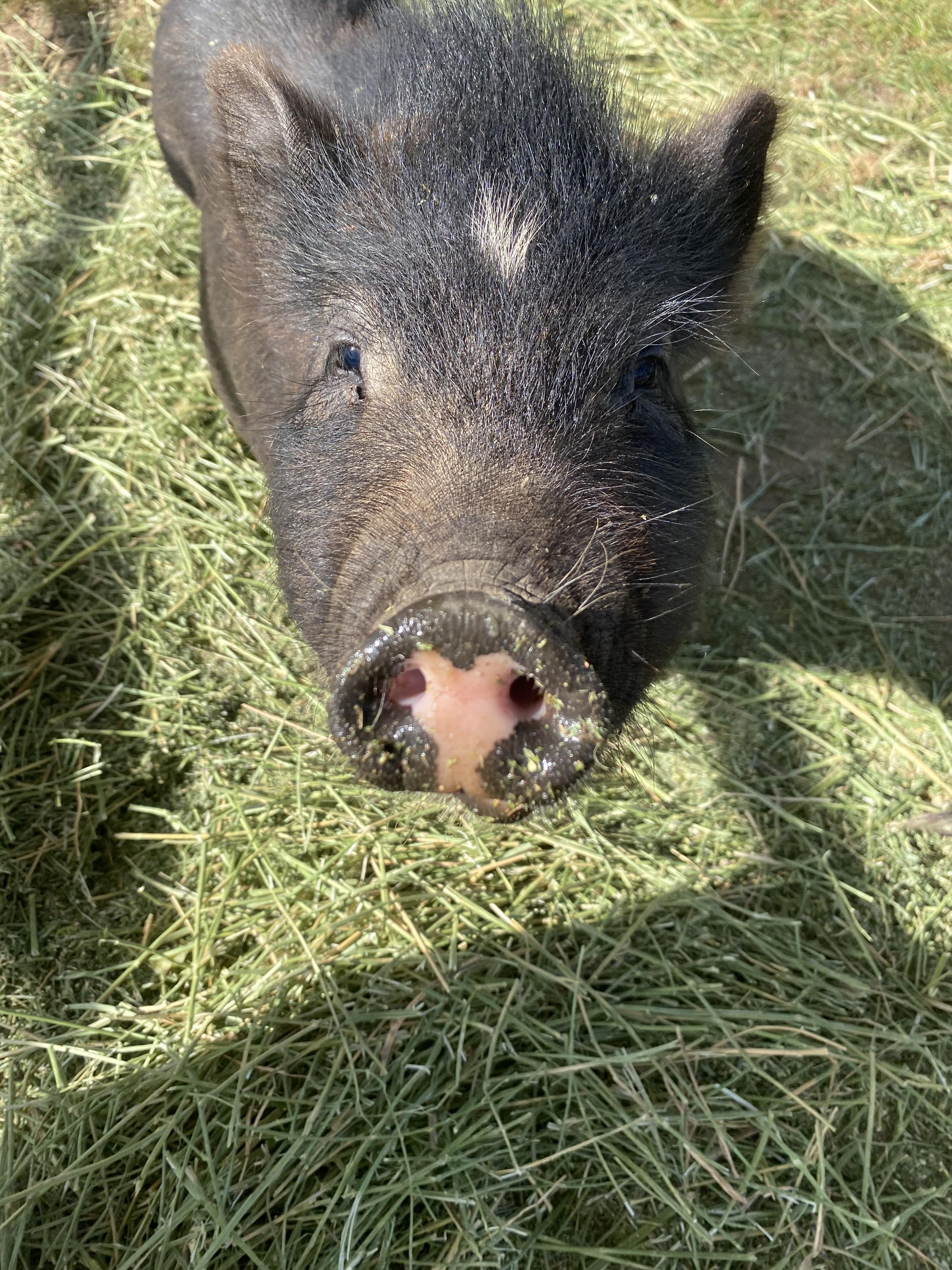 Auggie and Piggie photo 4