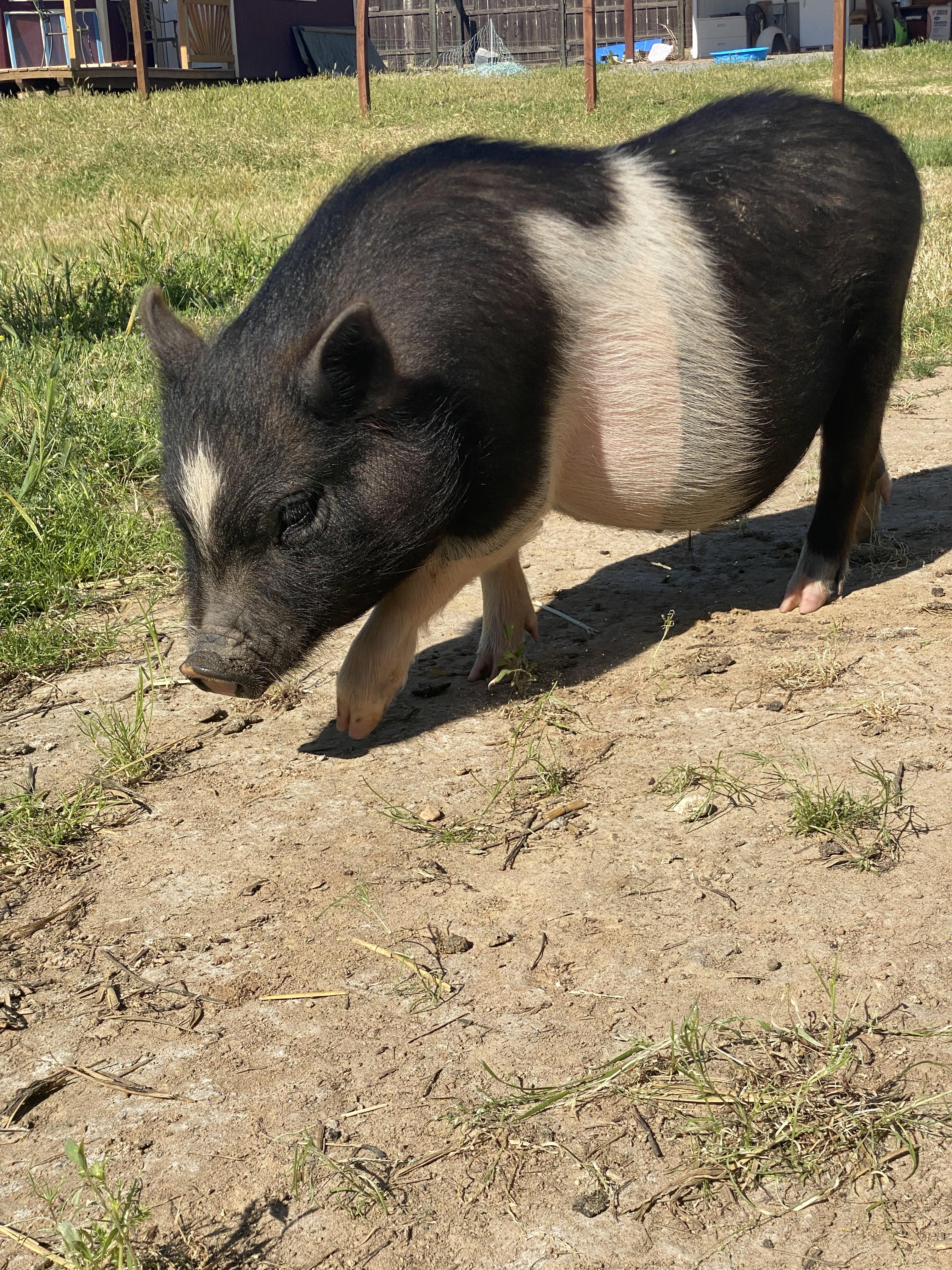 Auggie and Piggie, Young Male unknown