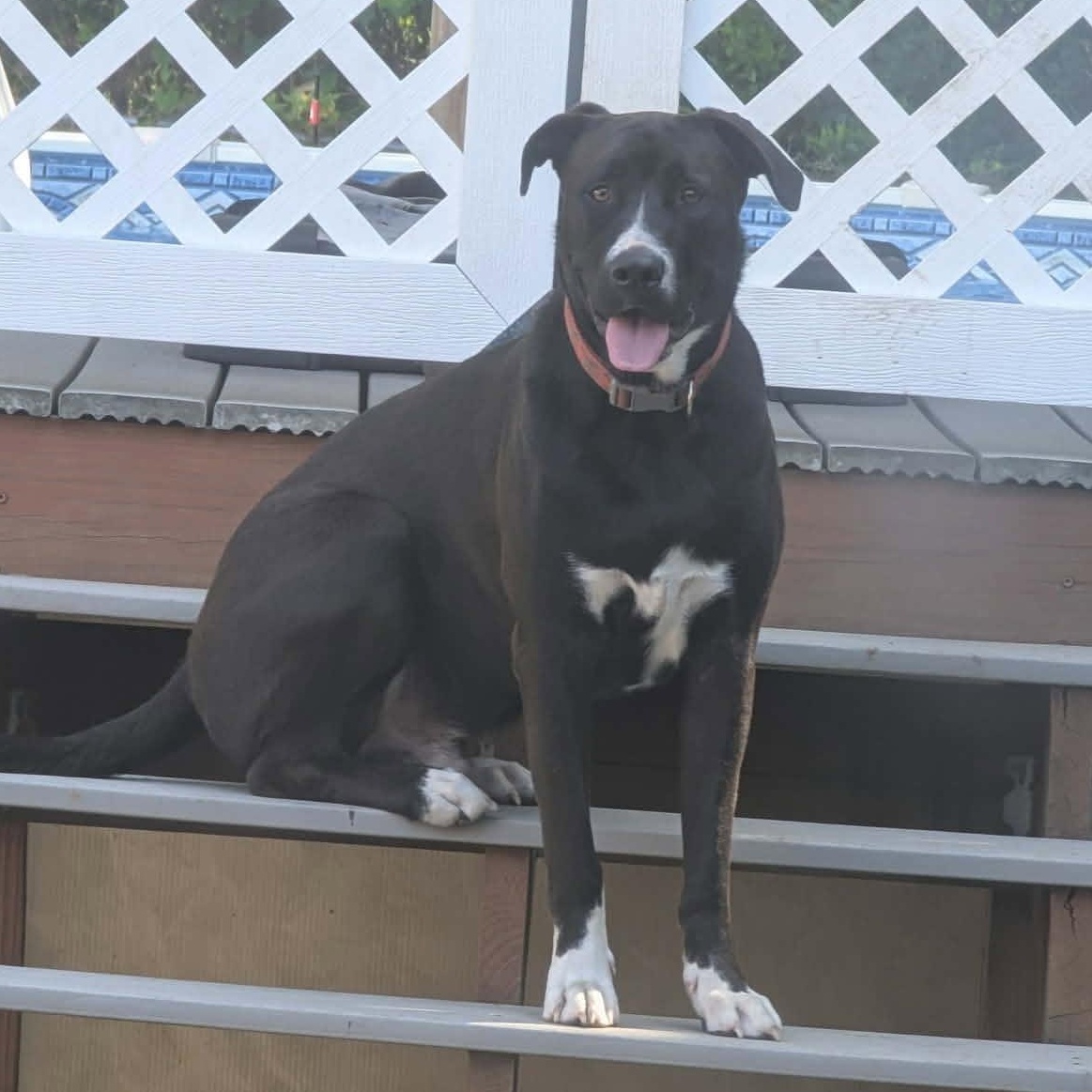 Shadow, Adoptable, Puppy Male Mixed Breed.