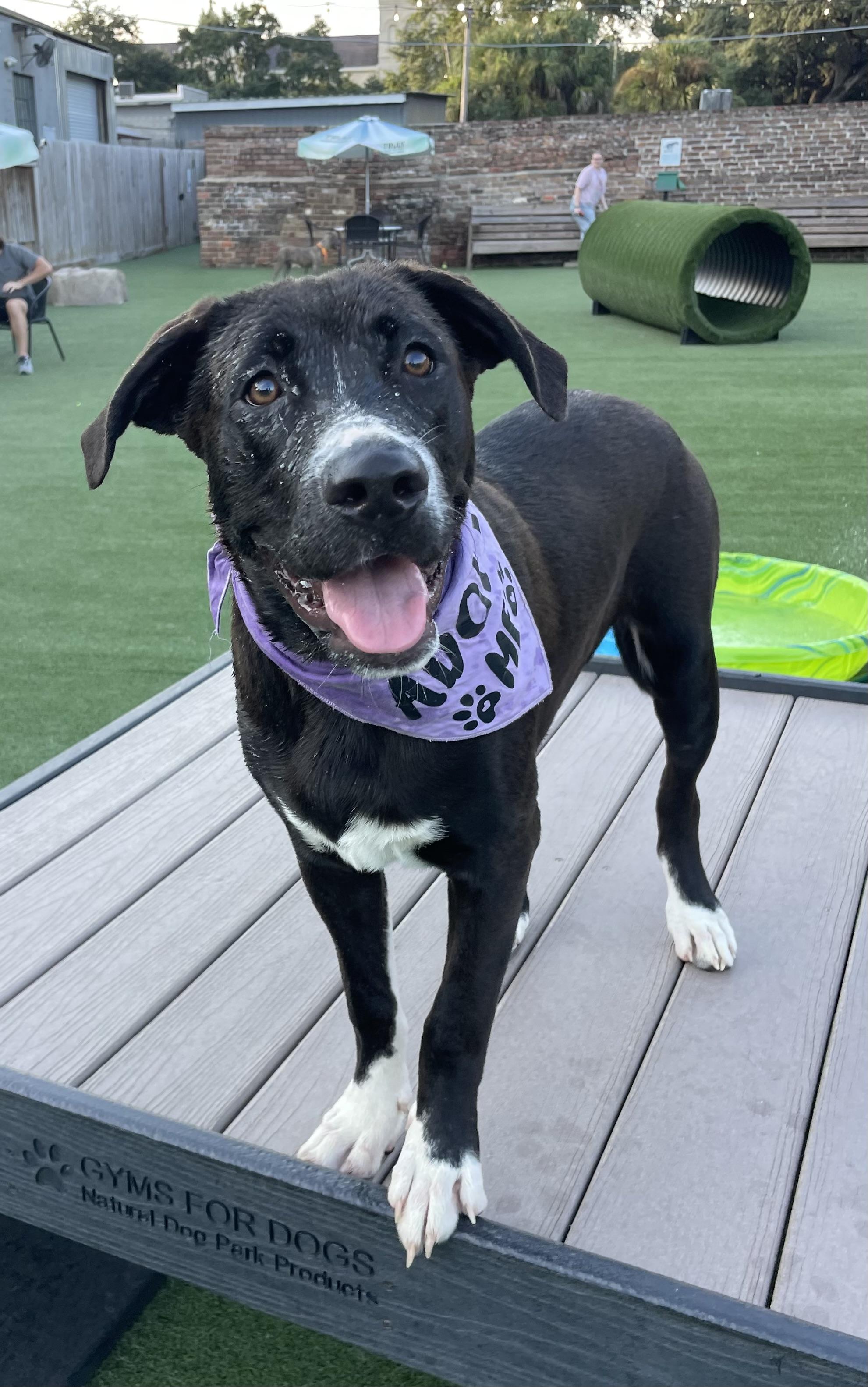 Shadow, Adoptable, Puppy Male Mixed Breed.