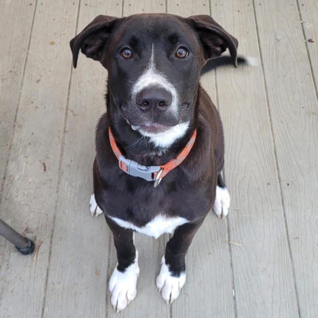 Shadow, a Adoptable mixed breed in Mobile, AL image 2/4