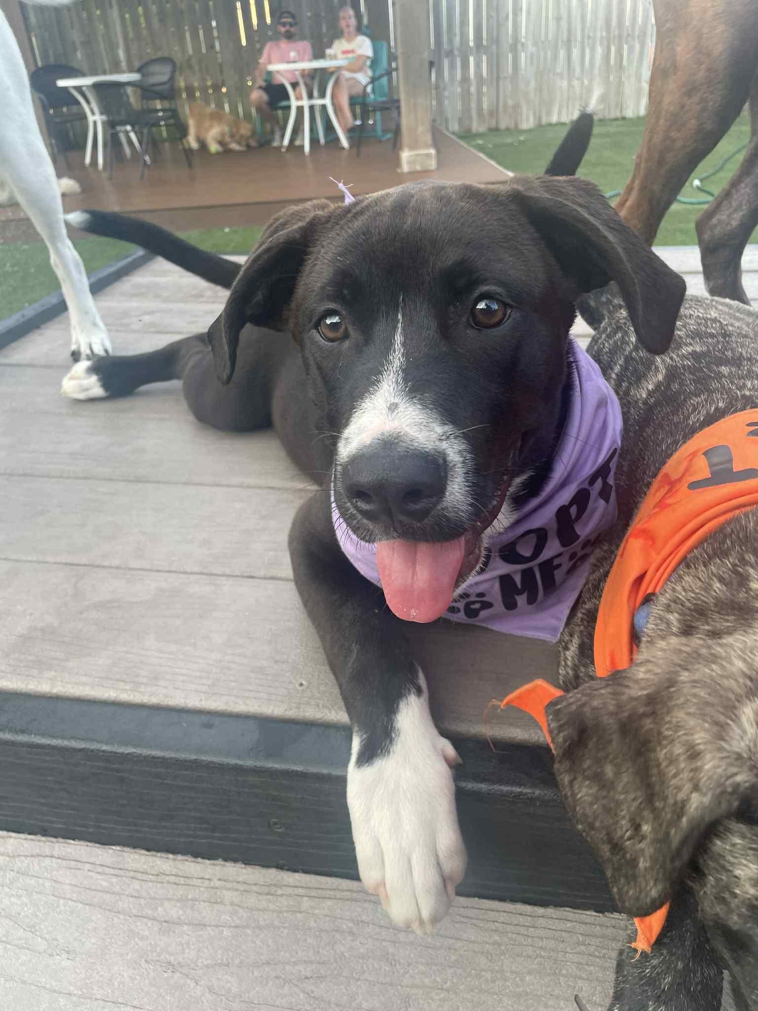 Shadow, a Adoptable mixed breed in Mobile, AL image 3/4