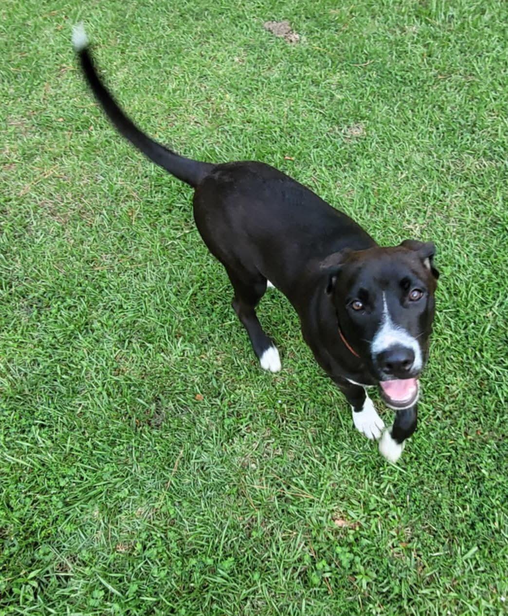 Shadow, a Adoptable mixed breed in Mobile, AL image 4/4