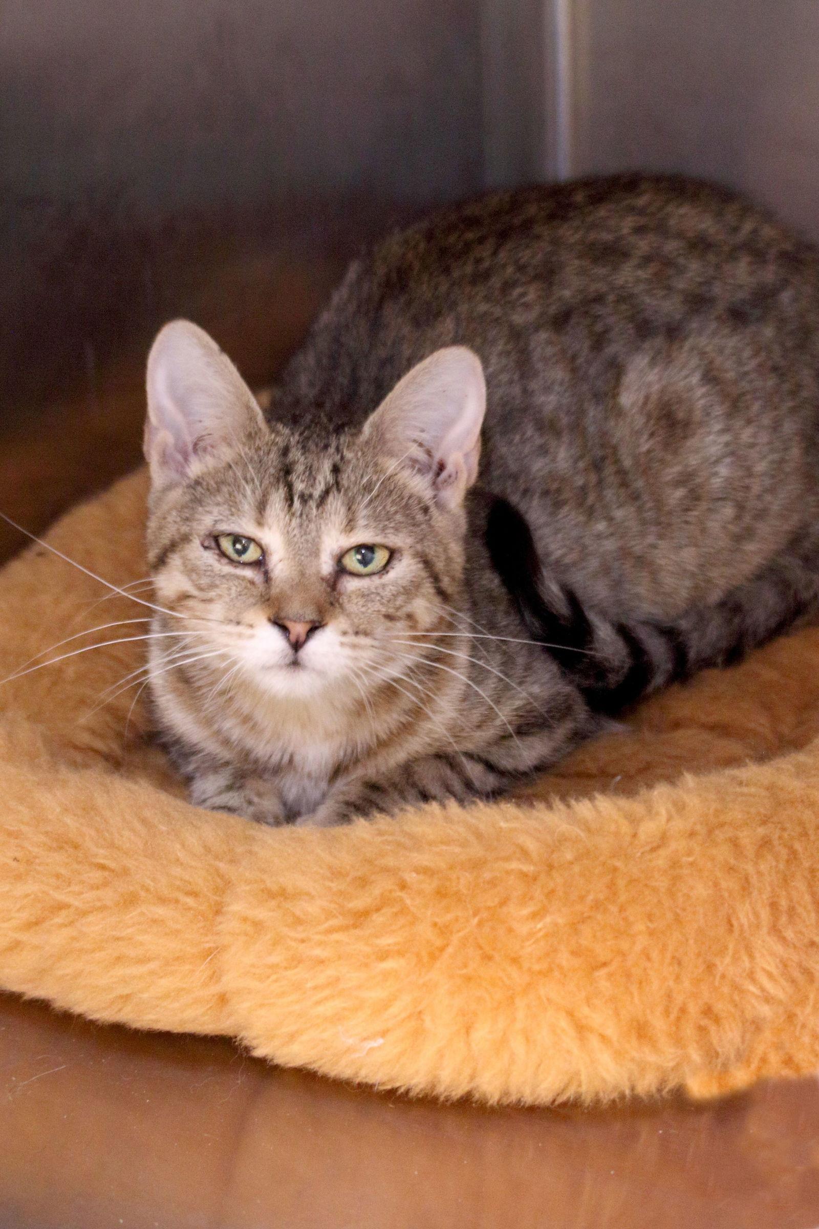 Enlarge Middy, a Adoptable mixed breed in Austin, MN image 2/3