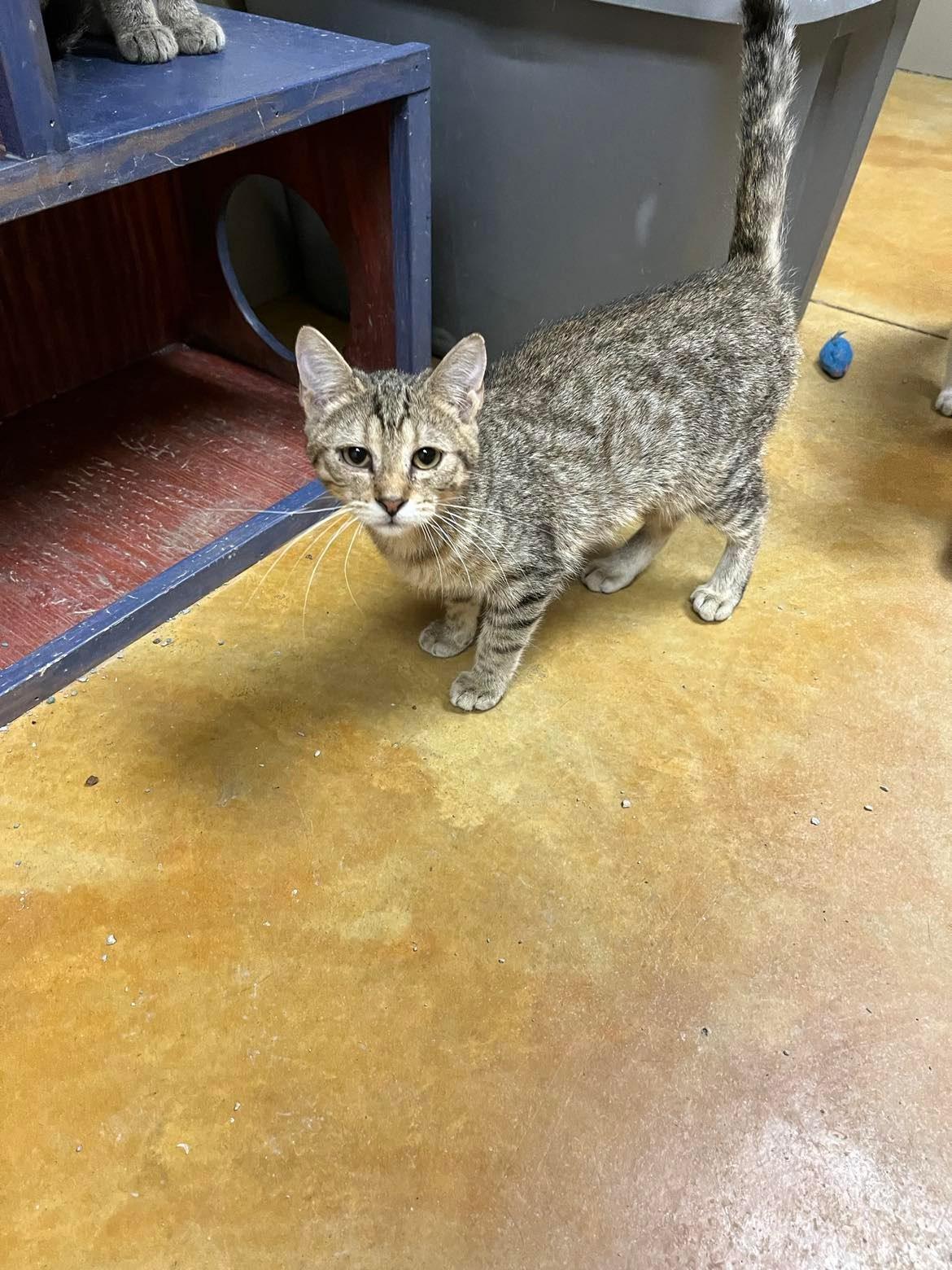 Enlarge Middy, a Adoptable mixed breed in Austin, MN image 3/3