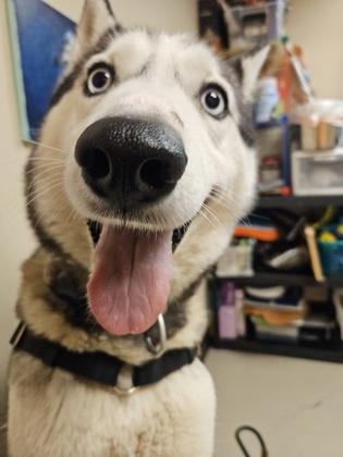 Becky, an adoptable Siberian Husky in Bellingham, WA, 98226 | Photo Image 5