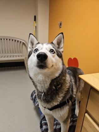 Becky, an adoptable Siberian Husky in Bellingham, WA, 98226 | Photo Image 4