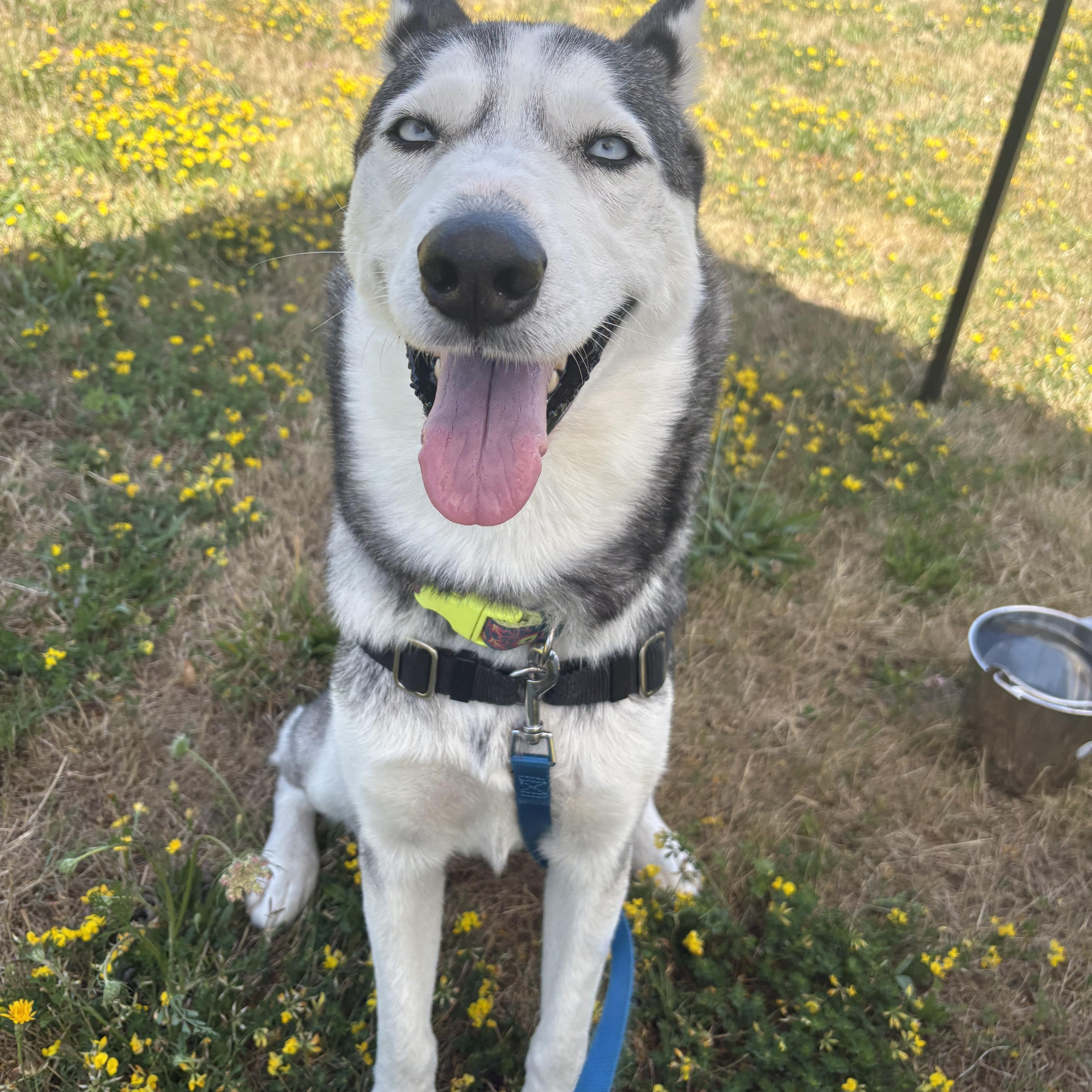 Becky, an adoptable Siberian Husky in Bellingham, WA, 98226 | Photo Image 2