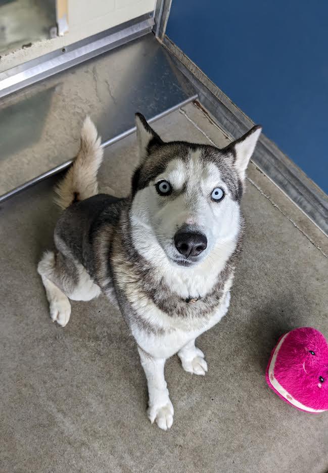 Becky, an adoptable Siberian Husky in Bellingham, WA, 98226 | Photo Image 3