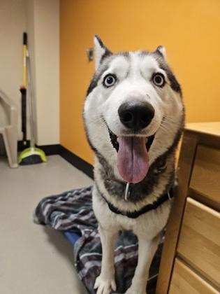 Becky, an adoptable Siberian Husky in Bellingham, WA, 98226 | Photo Image 6